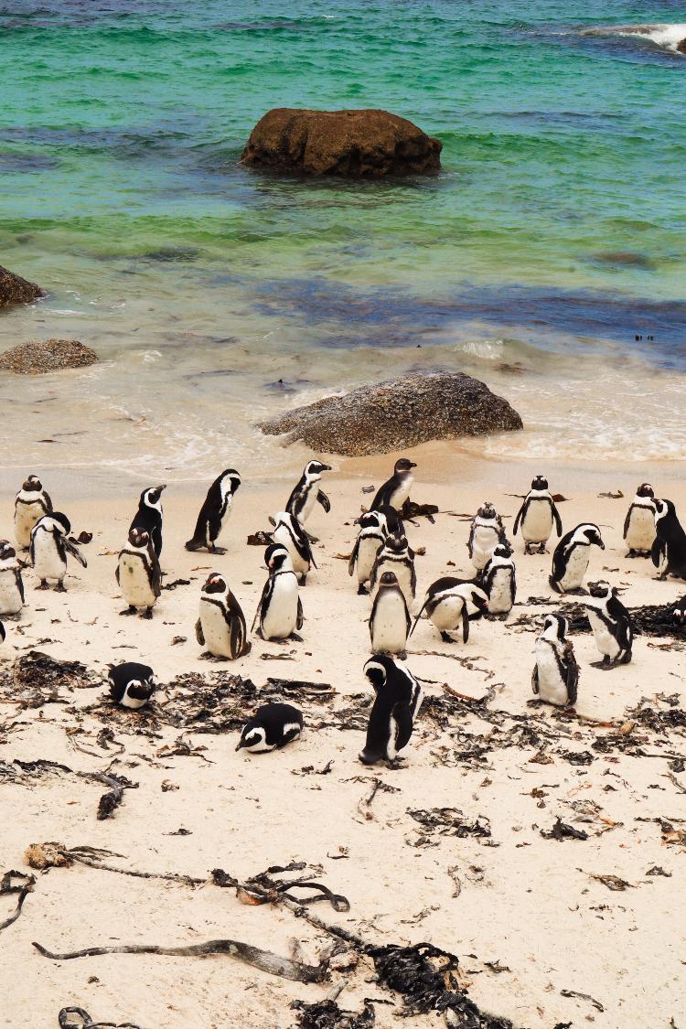 Os pinguins de Boulders Beach Os pinguins de Boulders Beach