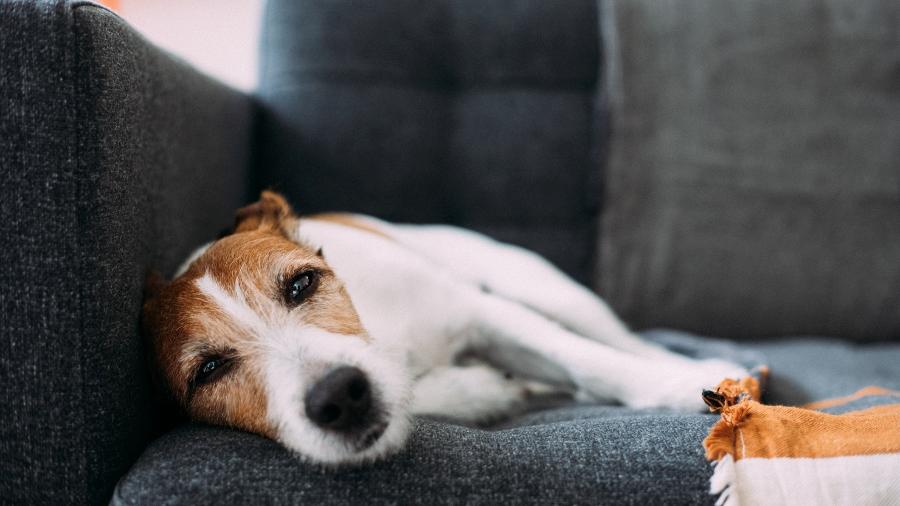 A intensidade da saudade pode variar de acordo com a personalidade do cão A intensidade da saudade pode variar de acordo com a personalidade do cão