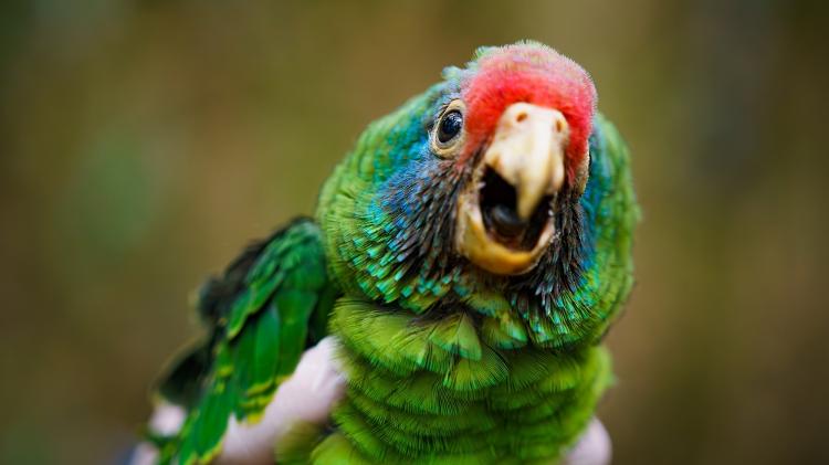 Papagaio-de-cara-roxa (Amazona brasiliensis) Papagaio-de-cara-roxa (Amazona brasiliensis)