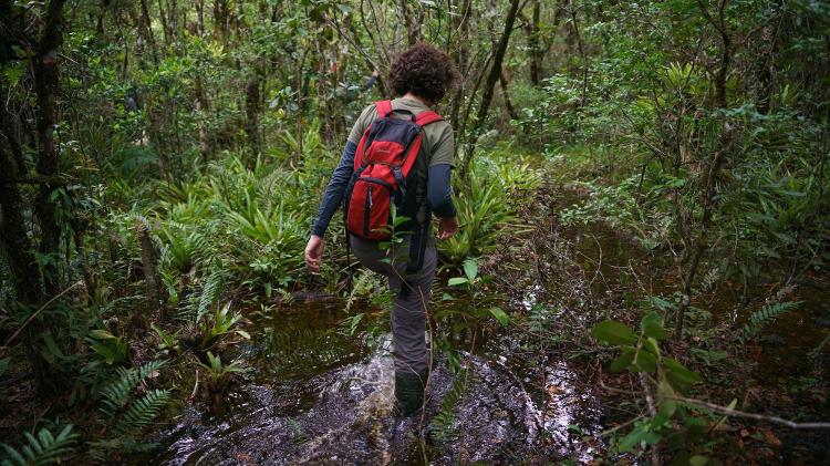 Elenise Sipinski, coordenadora de projetos de fauna da SPVS, rumo ao interior da Ilha Rasa para monitoramento dos ninhos de papagaio-de-cara-roxa Elenise Sipinski, coordenadora de projetos de fauna da SPVS, rumo ao interior da Ilha Rasa para monitoramento dos ninhos de papagaio-de-cara-roxa