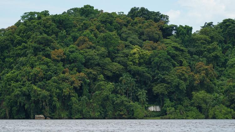 Remanescente de Mata Atlântica numa ilha próxima à Ilha Rasa, na Baía de Paranaguá Remanescente de Mata Atlântica numa ilha próxima à Ilha Rasa, na Baía de Paranaguá