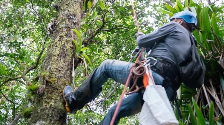 Alescar Cassilha (Leco) subindo um guanandi para monitorar um ninho de papagaio-de-cara-roxa na Ilha Rasa, litoral do Paraná Alescar Cassilha (Leco) subindo um guanandi para monitorar um ninho de papagaio-de-cara-roxa na Ilha Rasa, litoral do Paraná