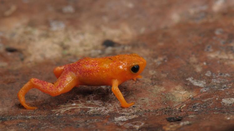 Sapinho-pingo-de-ouro (Brachycephalus pitanga), encontrado em apenas uma localidade da Serra do Mar paulista Sapinho-pingo-de-ouro (Brachycephalus pitanga), encontrado em apenas uma localidade da Serra do Mar paulista
