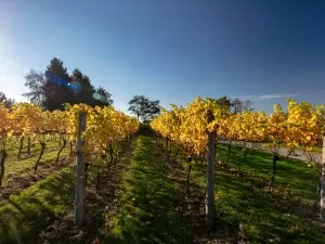 Vinho inglês existe e é espetacular (mas a razão para isso não é nada boa)