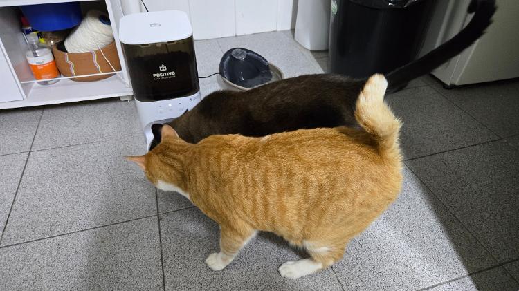 Na hora da comida, Lebron (pelo escuro) e Kobe dividem a tigela do alimentador Na hora da comida, Lebron (pelo escuro) e Kobe dividem a tigela do alimentador