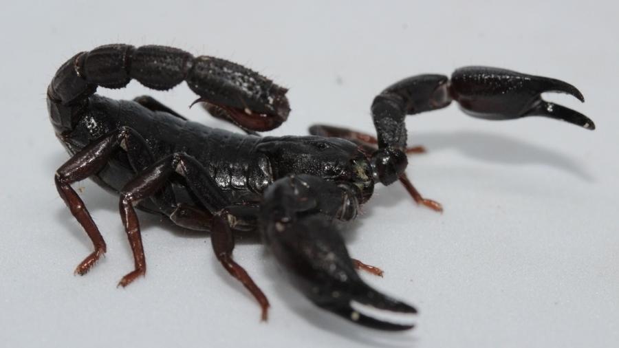 Molécula com ação contra células do câncer comparável à de quimioterápico foi identificada na toxina do Brotheas amazonicus (foto) Molécula com ação contra células do câncer comparável à de quimioterápico foi identificada na toxina do Brotheas amazonicus (foto)
