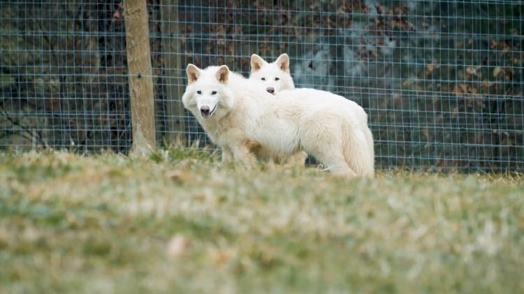 Os "lobos-terríveis" Rômulo e Remo da Colossal, criados usando edição de genoma Os "lobos-terríveis" Rômulo e Remo da Colossal, criados usando edição de genoma