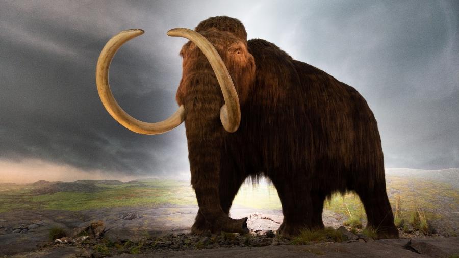 Ilustração de mamute-lanoso, animal que já povoou grandes áreas da Sibéria Ilustração de mamute-lanoso, animal que já povoou grandes áreas da Sibéria